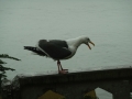 Alcatraz